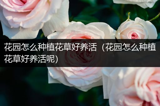 花园怎么种植花草好养活（花园怎么种植花草好养活呢）