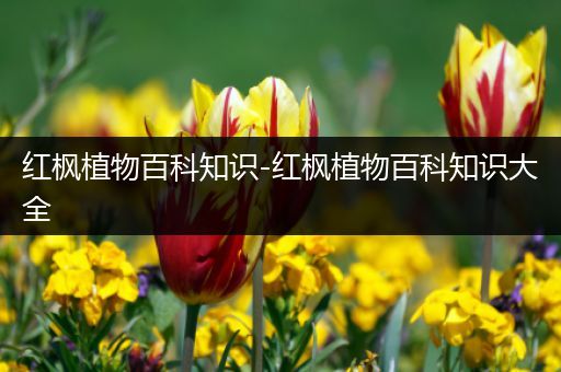 红枫植物百科知识-红枫植物百科知识大全