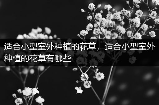 适合小型室外种植的花草，适合小型室外种植的花草有哪些