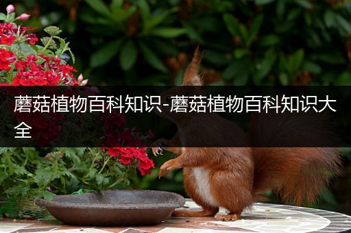 蘑菇植物百科知识-蘑菇植物百科知识大全