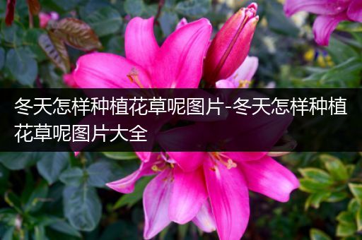 冬天怎样种植花草呢图片-冬天怎样种植花草呢图片大全