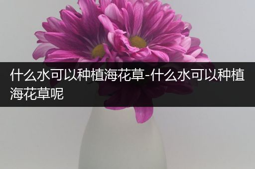 什么水可以种植海花草-什么水可以种植海花草呢