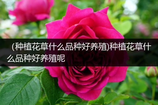 （种植花草什么品种好养殖)种植花草什么品种好养殖呢