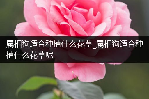 属相狗适合种植什么花草_属相狗适合种植什么花草呢