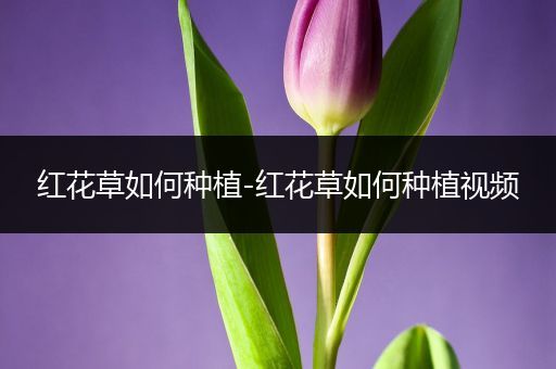 红花草如何种植-红花草如何种植视频