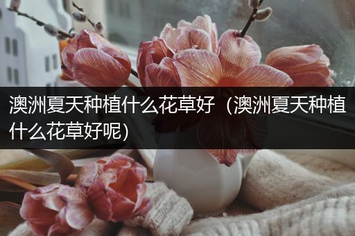 澳洲夏天种植什么花草好（澳洲夏天种植什么花草好呢）