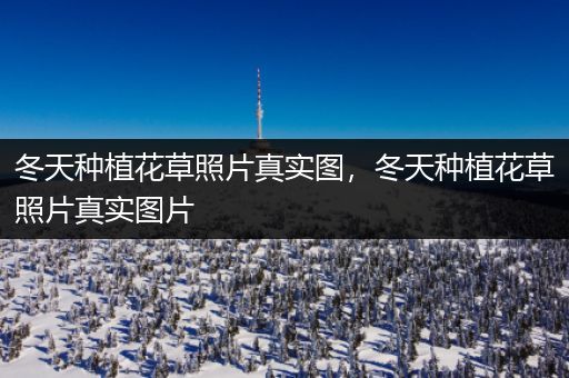 冬天种植花草照片真实图，冬天种植花草照片真实图片
