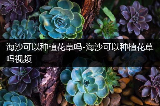 海沙可以种植花草吗-海沙可以种植花草吗视频