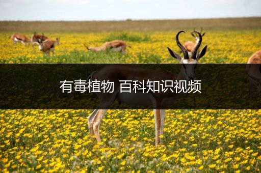 有毒植物 百科知识视频