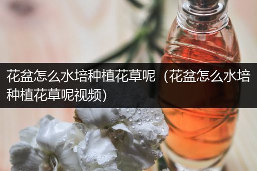 花盆怎么水培种植花草呢（花盆怎么水培种植花草呢视频）