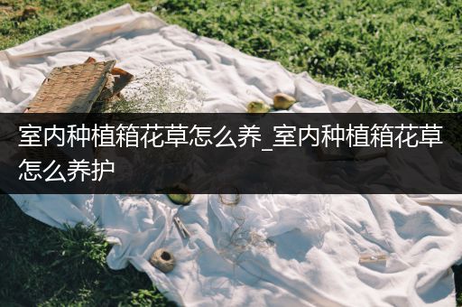 室内种植箱花草怎么养_室内种植箱花草怎么养护