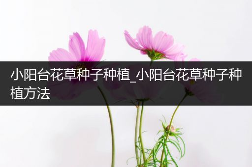 小阳台花草种子种植_小阳台花草种子种植方法