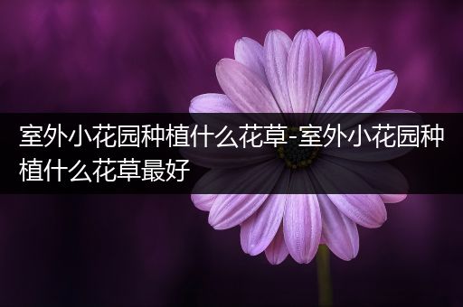 室外小花园种植什么花草-室外小花园种植什么花草最好