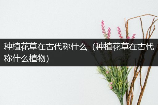 种植花草在古代称什么（种植花草在古代称什么植物）