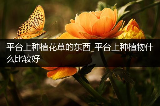 平台上种植花草的东西_平台上种植物什么比较好