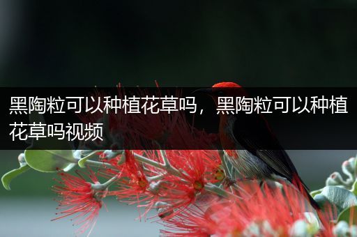 黑陶粒可以种植花草吗，黑陶粒可以种植花草吗视频