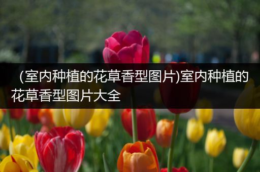 （室内种植的花草香型图片)室内种植的花草香型图片大全