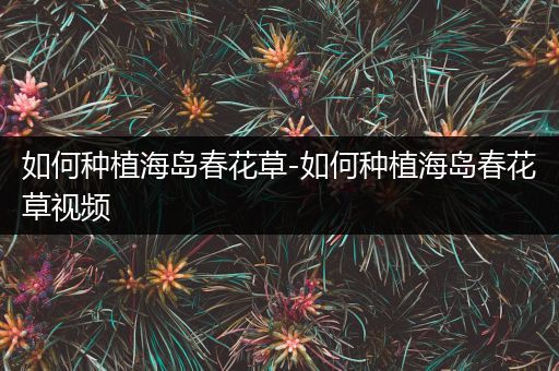 如何种植海岛春花草-如何种植海岛春花草视频