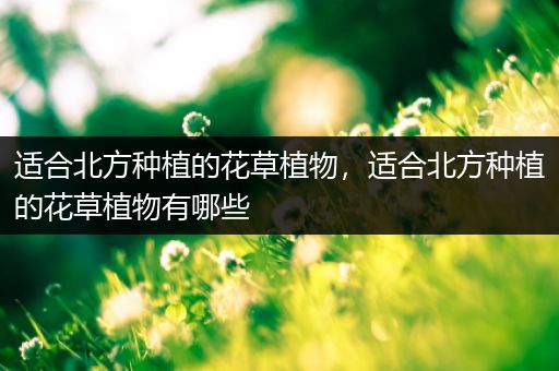 适合北方种植的花草植物，适合北方种植的花草植物有哪些