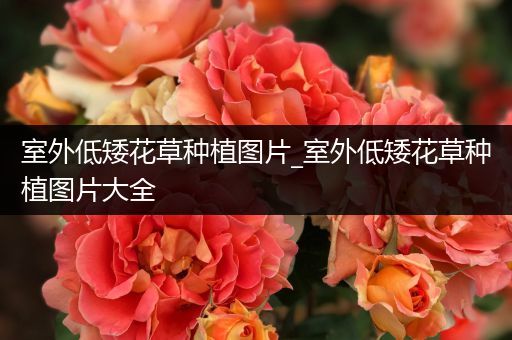 室外低矮花草种植图片_室外低矮花草种植图片大全