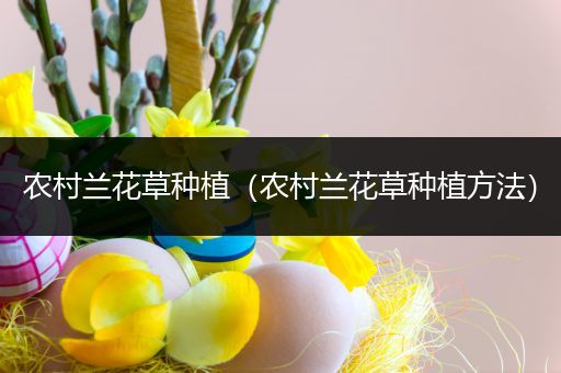 农村兰花草种植（农村兰花草种植方法）