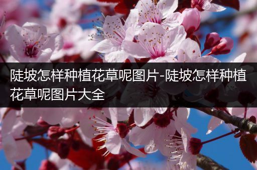 陡坡怎样种植花草呢图片-陡坡怎样种植花草呢图片大全