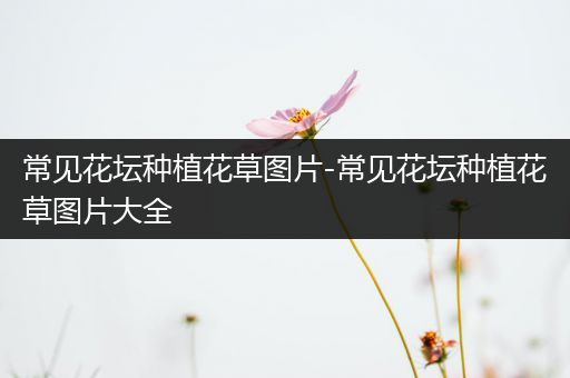 常见花坛种植花草图片-常见花坛种植花草图片大全