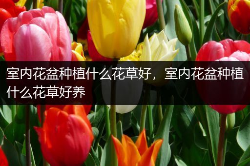 室内花盆种植什么花草好，室内花盆种植什么花草好养