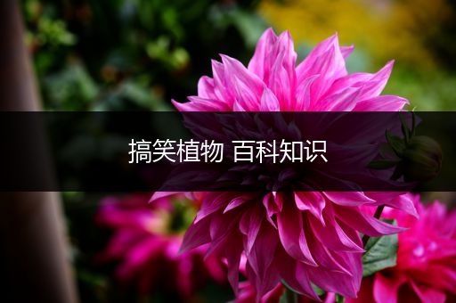 搞笑植物 百科知识