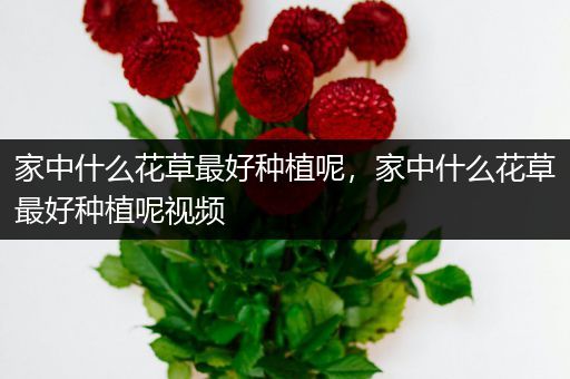 家中什么花草最好种植呢，家中什么花草最好种植呢视频