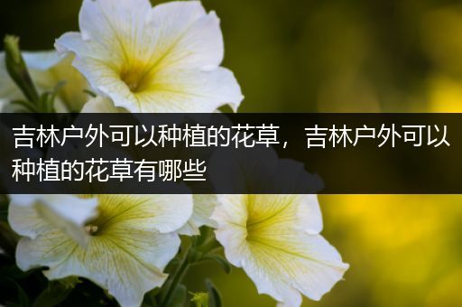 吉林户外可以种植的花草，吉林户外可以种植的花草有哪些