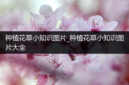 种植花草小知识图片_种植花草小知识图片大全