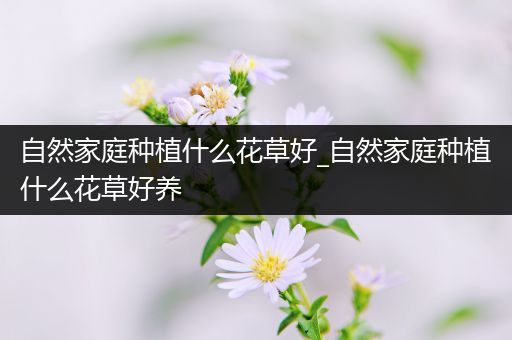 自然家庭种植什么花草好_自然家庭种植什么花草好养