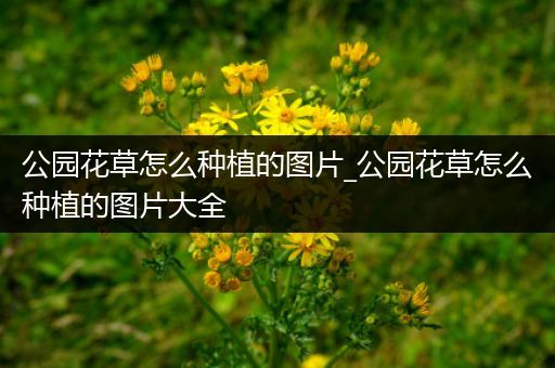 公园花草怎么种植的图片_公园花草怎么种植的图片大全