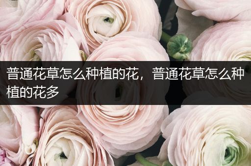 普通花草怎么种植的花，普通花草怎么种植的花多