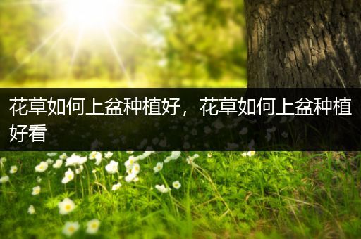 花草如何上盆种植好，花草如何上盆种植好看