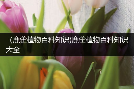 （鹿藿植物百科知识)鹿藿植物百科知识大全