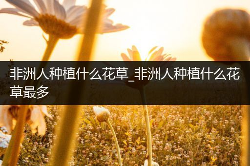非洲人种植什么花草_非洲人种植什么花草最多