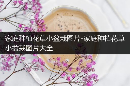 家庭种植花草小盆栽图片-家庭种植花草小盆栽图片大全