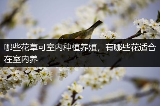 哪些花草可室内种植养殖，有哪些花适合在室内养