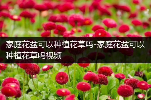 家庭花盆可以种植花草吗-家庭花盆可以种植花草吗视频