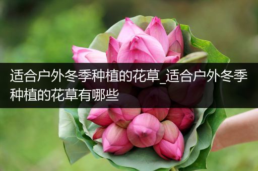 适合户外冬季种植的花草_适合户外冬季种植的花草有哪些