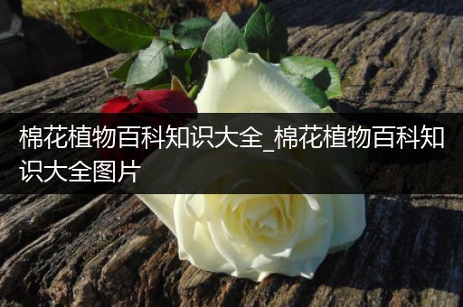 棉花植物百科知识大全_棉花植物百科知识大全图片