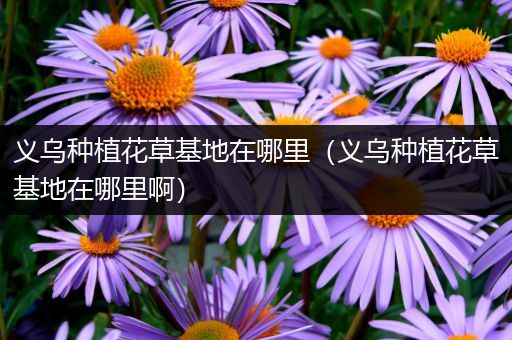 义乌种植花草基地在哪里（义乌种植花草基地在哪里啊）