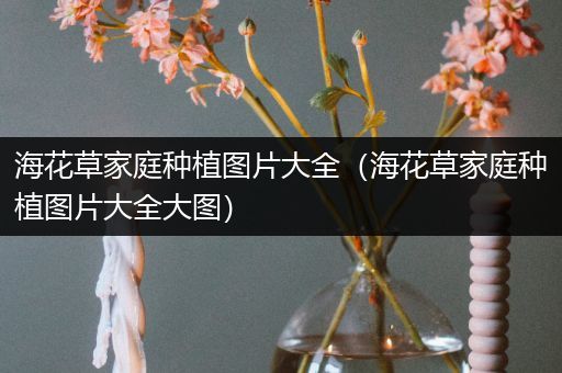 海花草家庭种植图片大全（海花草家庭种植图片大全大图）