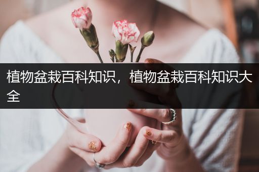 植物盆栽百科知识，植物盆栽百科知识大全