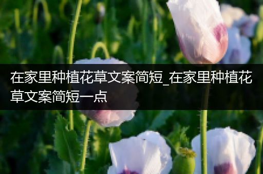在家里种植花草文案简短_在家里种植花草文案简短一点