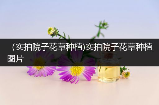 （实拍院子花草种植)实拍院子花草种植图片