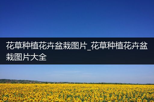 花草种植花卉盆栽图片_花草种植花卉盆栽图片大全