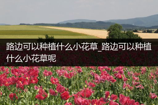 路边可以种植什么小花草_路边可以种植什么小花草呢